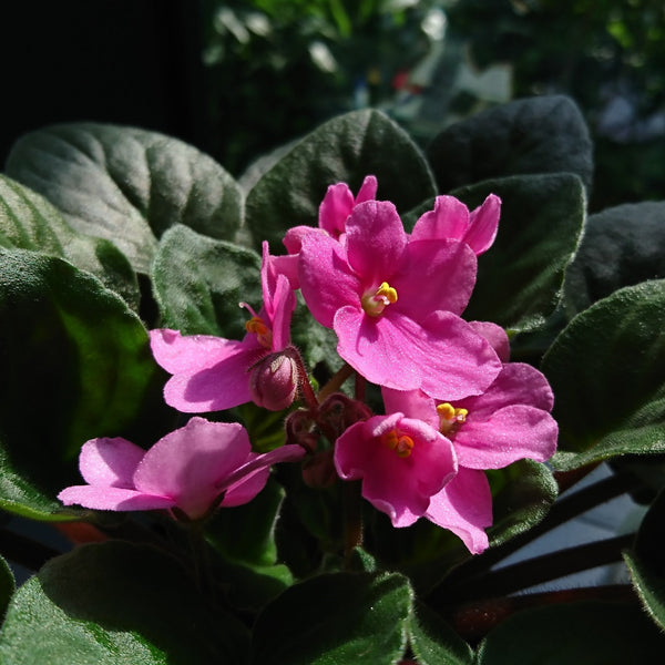 Flower Seeds, Seeds,Seeds For Planting,Plant Seeds