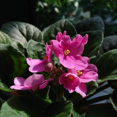 Flower Seeds, Seeds,Seeds For Planting,Plant Seeds