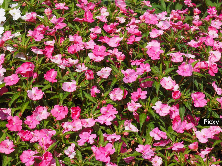 Guinea Flower Seeds for Planting – Heirloom, Non-GMO, Shade Tolerant, Organic Garden Seeds