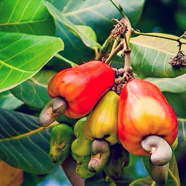 Sri Lanka Nut Fruit Seeds for Planting – Heirloom, Non-GMO Hardy Tropical Tree Garden Seeds