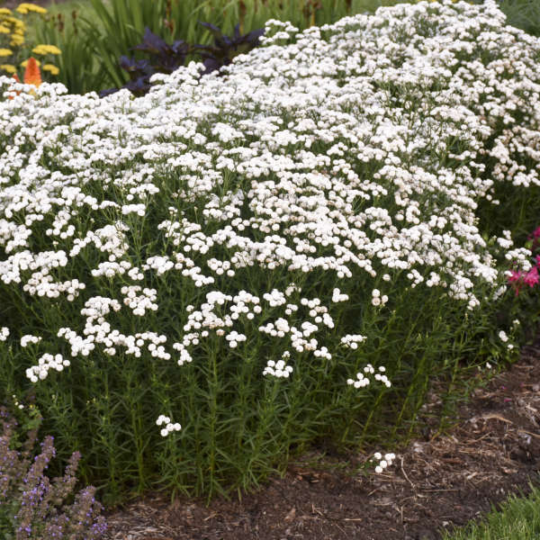 White Perennial Flower Seeds for Planting – Colorful Display, Heirloom &amp; Non-GMO Seeds for Home Garden