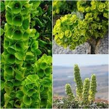 Flower Seeds, Seeds,Seeds For Planting,Plant Seeds