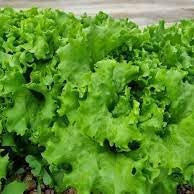 Herb Seeds,Garden seeds, Seeds For Planting,Plant Seeds