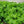 Herb Seeds,Garden seeds, Seeds For Planting,Plant Seeds