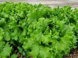 Herb Seeds,Garden seeds, Seeds For Planting,Plant Seeds