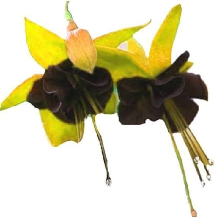 Yellow Black Fuchsia Hybrida Flower Seeds for Planting – Heirloom, Non-GMO, Drought Tolerant, High Germination