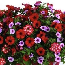 Flower Seeds, Seeds,Seeds For Planting,Plant Seeds