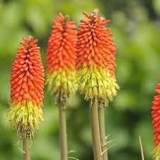 Flower Seeds, Seeds,Seeds For Planting,Plant Seeds