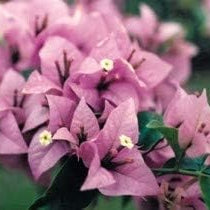 Flower Seeds, Seeds,Seeds For Planting,Plant Seeds