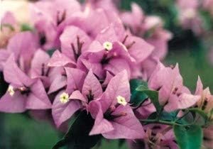 Flower Seeds, Seeds,Seeds For Planting,Plant Seeds