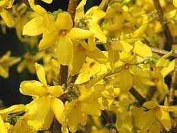 Flower Seeds, Seeds,Seeds For Planting,Plant Seeds