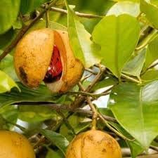 Fruit Seeds,Garden seeds, Seeds For Planting,Plant Seeds