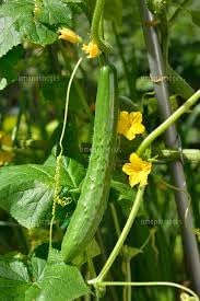 Vegetable Seeds,Garden seeds, Seeds For Planting,Plant Seeds