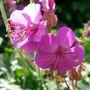 Flower Seeds, Seeds,Seeds For Planting,Plant Seeds