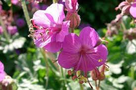 Flower Seeds, Seeds,Seeds For Planting,Plant Seeds