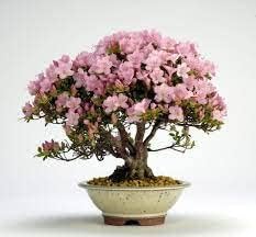 Flower Seeds, Seeds,Seeds For Planting,Plant Seeds