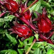 Fruit Seeds,Garden seeds, Seeds For Planting,Plant Seeds