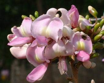 Flower Seeds, Seeds,Seeds For Planting,Plant Seeds