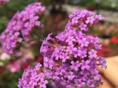 Flower Seeds, Seeds,Seeds For Planting,Plant Seeds