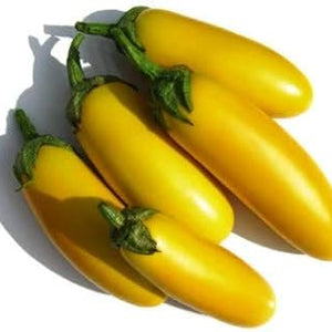 Vegetable Seeds,Garden seeds, Seeds For Planting,Plant Seeds