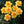 Flower Seeds, Seeds,Seeds For Planting,Plant Seeds
