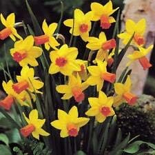 Flower Seeds, Seeds,Seeds For Planting,Plant Seeds