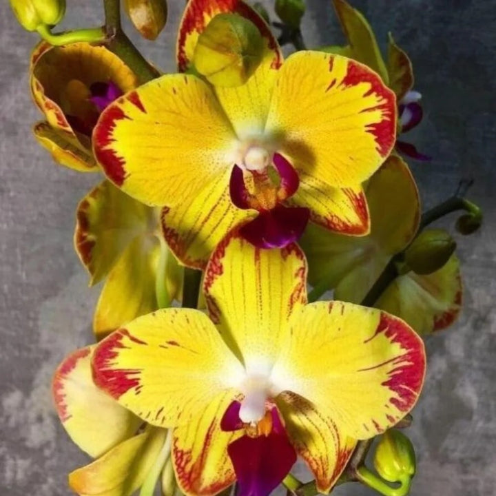 Red Yellow Phalaenopsis Flower Seeds for Planting – Heirloom, Non-GMO, Low Maintenance, High Germination