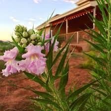 Flower Seeds, Seeds,Seeds For Planting,Plant Seeds