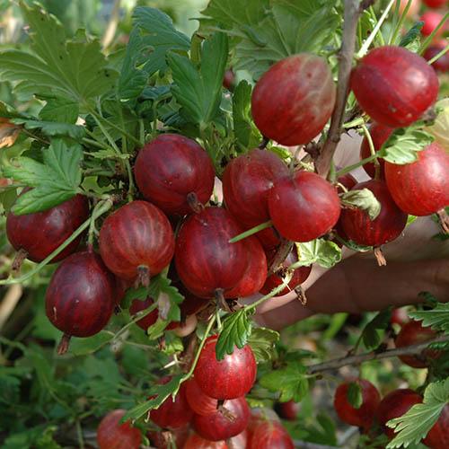Xenia Red Gooseberry fruit seeds for planting - Heirloom & Non-GMO hardy berry garden seeds