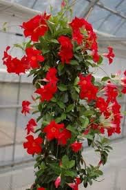 Sanderi Flower Seeds for Planting Heirloom Non-GMO High Germination Organic Garden Seeds