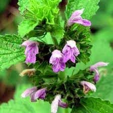 Flower Seeds, Seeds,Seeds For Planting,Plant Seeds