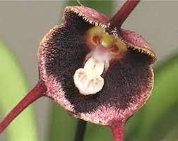 Flower Seeds, Seeds,Seeds For Planting,Plant Seeds