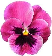 Flower Seeds, Seeds,Seeds For Planting,Plant Seeds