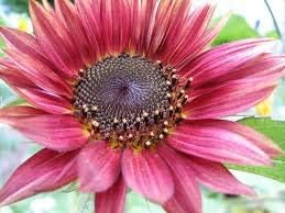 Pink Mini Sunflower Seeds for Planting – Heirloom, Non-GMO, High Germination Organic Garden Seeds
