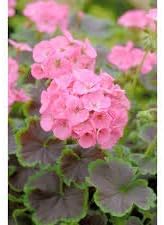 Flower Seeds, Seeds,Seeds For Planting,Plant Seeds