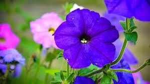 Flower Seeds, Seeds,Seeds For Planting,Plant Seeds