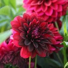 Red Dahlia Flower Seeds for Planting – Heirloom, Non-GMO, High Germination Garden Seeds