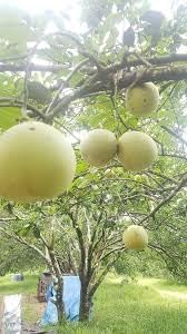 Fruit Seeds,Garden seeds, Seeds For Planting,Plant Seeds