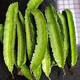 Vegetable Seeds,Garden seeds, Seeds For Planting,Plant Seeds