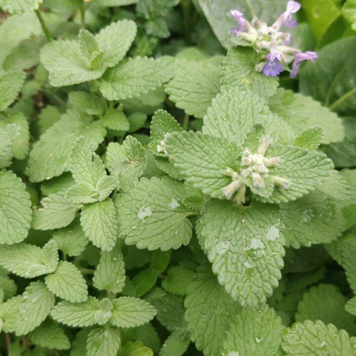 Camphor Catnip Nepeta camphorata Herb Seeds for Planting – Heirloom, Non-GMO Seeds for Abundant Growth