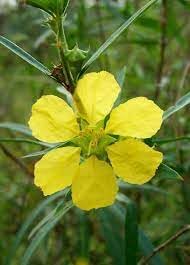 Flower Seeds, Seeds,Seeds For Planting,Plant Seeds