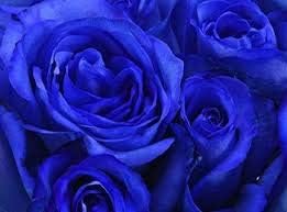 Flower Seeds, Seeds,Seeds For Planting,Plant Seeds