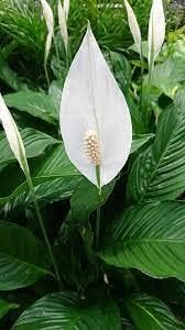 Flower Seeds, Seeds,Seeds For Planting,Plant Seeds