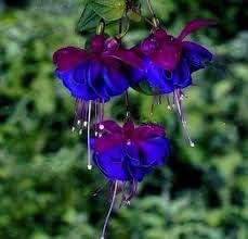 Flower Seeds, Seeds,Seeds For Planting,Plant Seeds