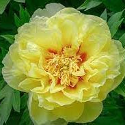 Flower Seeds, Seeds,Seeds For Planting,Plant Seeds