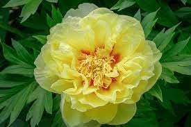 Flower Seeds, Seeds,Seeds For Planting,Plant Seeds