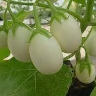 Vegetable Seeds,Garden seeds, Seeds For Planting,Plant Seeds