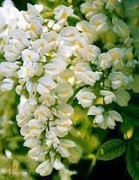 Flower Seeds, Seeds,Seeds For Planting,Plant Seeds