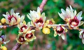 Flower Seeds, Seeds,Seeds For Planting,Plant Seeds