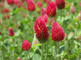 Flower Seeds, Seeds,Seeds For Planting,Plant Seeds